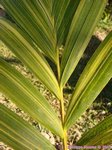 Adonidia merrillii variegata