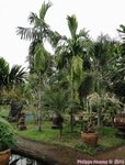 Areca catechu 