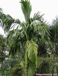 Areca catechu 
