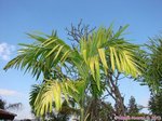 Areca catechu 