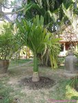 Areca catechu dwarf * Vari�t� du Cambodge