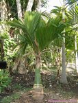 Areca catechu dwarf * Vari�t� du Cambodge