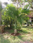 Areca catechu dwarf * Vari�t� du Cambodge