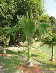 Areca catechu dwarf * Vari�t� du Cambodge