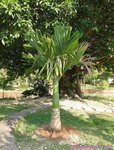 Areca catechu dwarf * Vari�t� du Cambodge