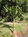 Areca catechu dwarf * Vari�t� du Cambodge