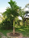 Areca catechu dwarf : Hybride * Vari�t� dwarf du Cambodge X * dwarf Tha�lande