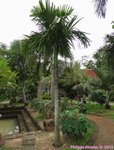 Areca catechu dwarf * Vari�t� de Tha�lande * Fruits ronds