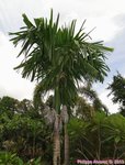 Areca catechu dwarf * Vari�t� de Tha�lande * Fruits ronds
