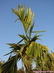 Areca catechu var. alba 
