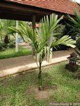 Areca catechu variegata� 
