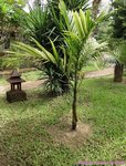 Areca catechu variegata� 