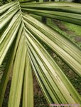 Areca catechu variegata� 