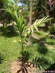 Areca catechu variegata� 