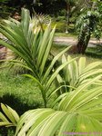 Areca catechu variegata� 