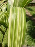 Areca catechu variegata� 