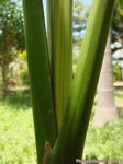 Areca catechu variegata� 