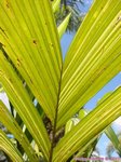Areca catechu variegata� 