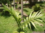 Areca catechu variegata� 