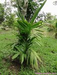Areca concinna 