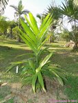 Areca concinna 