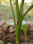Areca concinna 