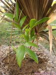 Areca concinna 