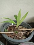 Areca macrocalyx ex A.glandiformis 