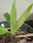 Areca macrocalyx ex A.glandiformis 