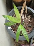 Areca macrocalyx ex A.glandiformis 