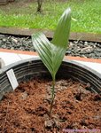 Areca macrocalyx ex A.glandiformis 