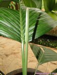 Areca guppyana 
