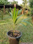 Areca hutchinsoniana 