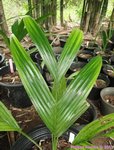 Areca hutchinsoniana 