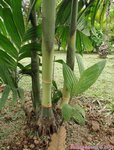 Areca montana clumping 'hybride ?'