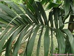 Areca montana clumping 'hybride ?'