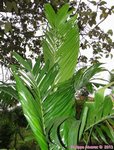 Areca montana clumping 'hybride ?'