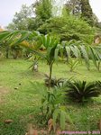 Areca montana clumping 'hybride ?'