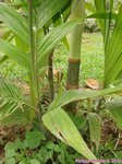 Areca montana clumping 'hybride ?'
