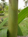Areca montana clumping 'hybride ?'