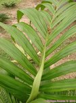 Areca montana clumping 'hybride ?'