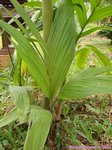 Areca montana clumping 'hybride ?'