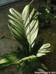 Areca macrocalyx var. mariea 