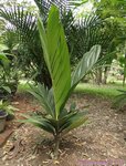 Areca macrocalyx var. mariea 