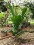 Areca macrocalyx var. mariea 