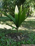 Areca macrocalyx var. mariea 
