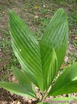 Areca macrocalyx var. mariea 