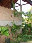 Areca triandra�