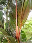 Areca vestiaria 'red leaf form'