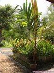 Areca vestiaria 'red leaf form'